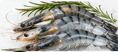 Udang