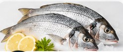 Ikan