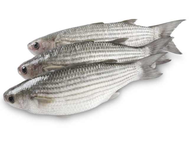 Grey Mullet