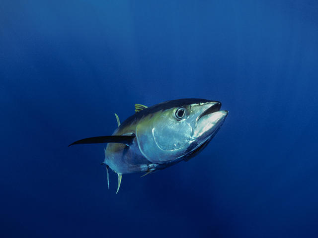 Yellowfish Tuna