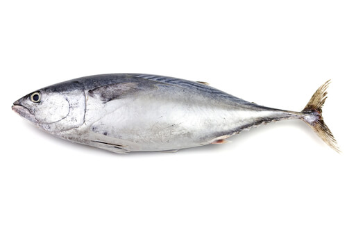 Skipjack Tuna