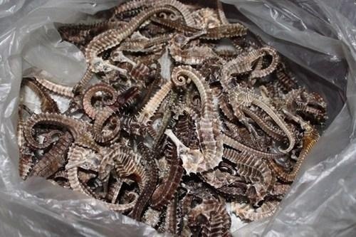 dried seahorse for sale in malaysia