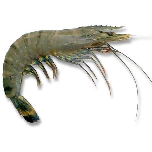 Black Tiger Shrimp