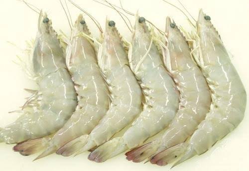 white shrimp for sale in malaysia