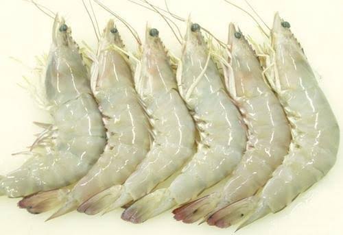 White Shrimp