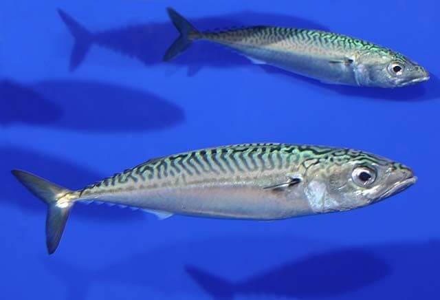 Pacific Mackerel