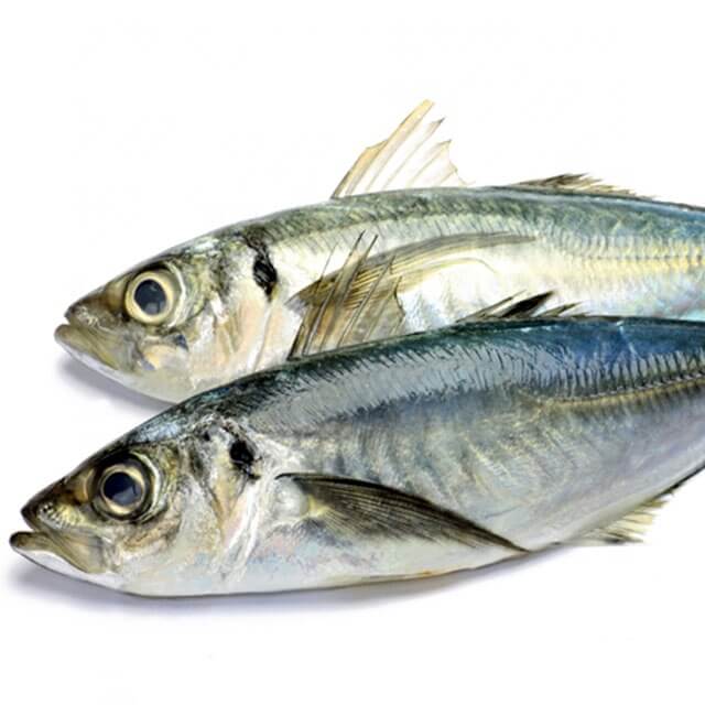 horse mackerel for sale in malaysia