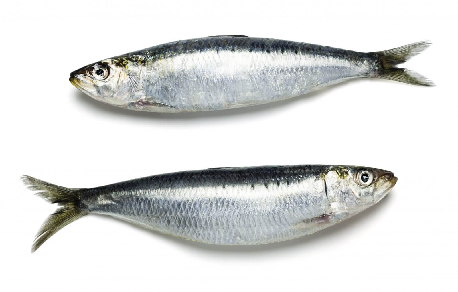 Fresh sardine fish for sale in malaysia