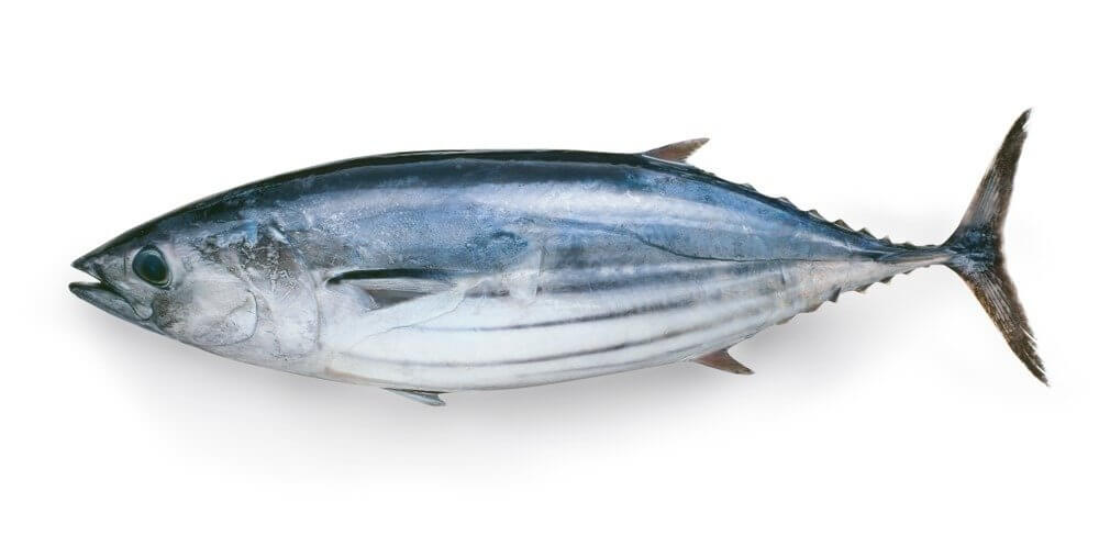 Bonito