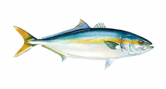 Yellowtail fish for sale in malaysia