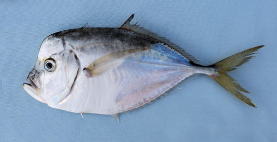 Moonfish for sale in malaysia