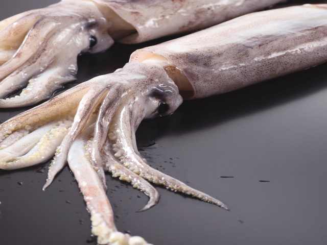 Pacific Squid