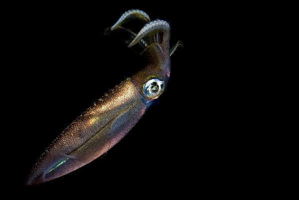 Black Squid