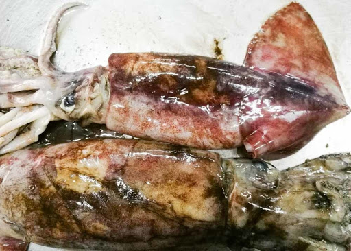 equator squid for sale in malaysia
