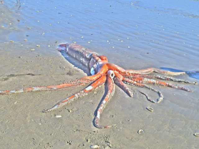 West Africa Squid