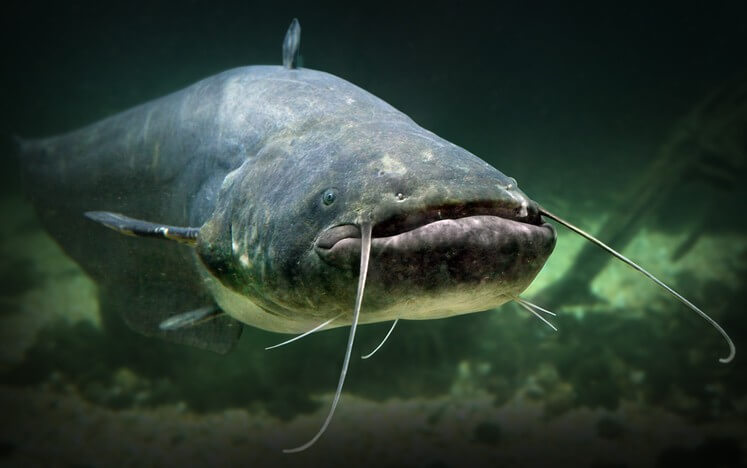 Catfish for sale in malaysia