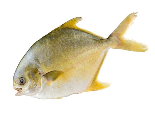 Golden pomfret