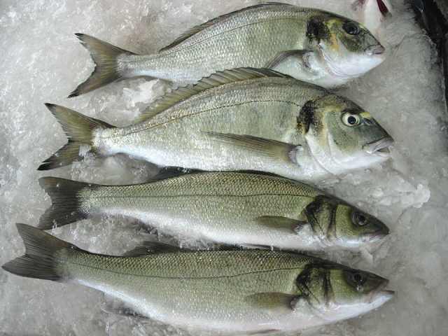 Seabass