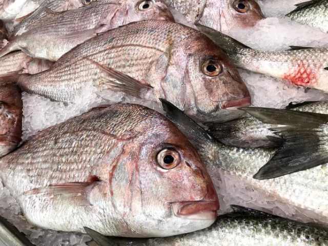 Snapper Fish