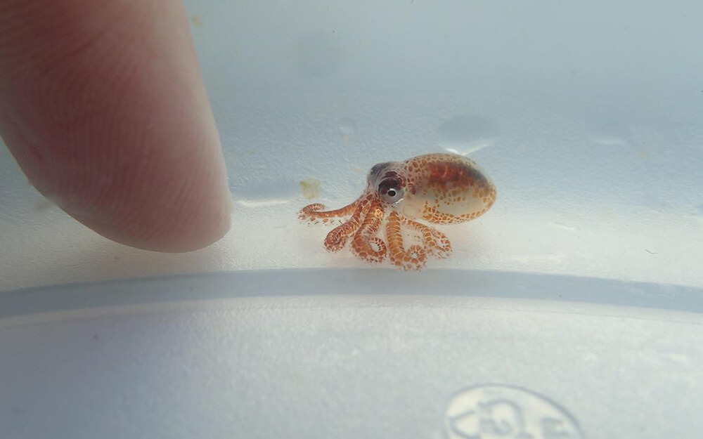 Baby Octopus