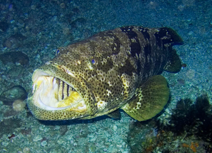 Grouper fish