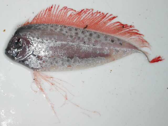 Ribbonfish 