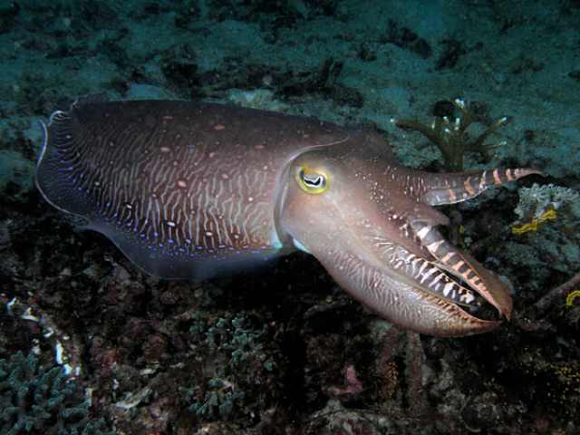 cuttlefish for sale in malaysia