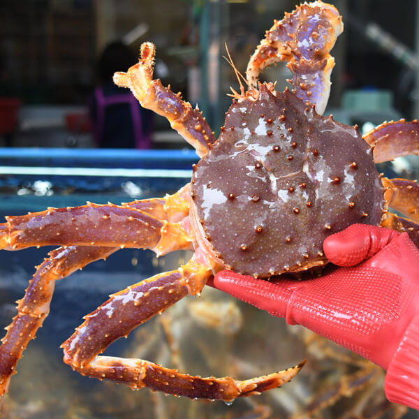live king crab for sale in malaysia