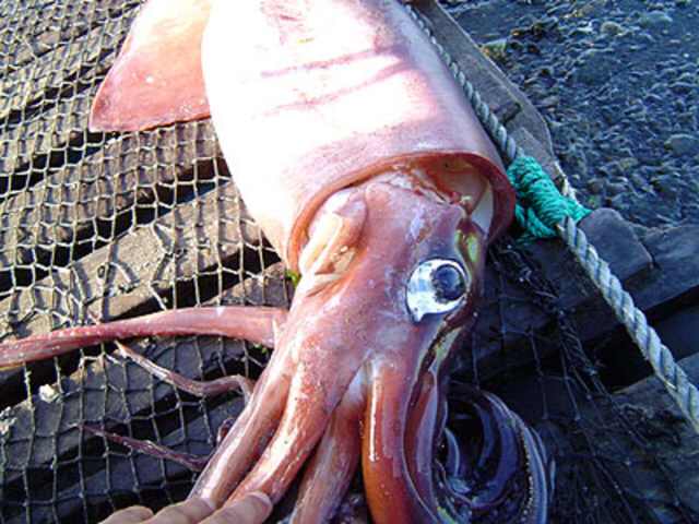 Giant Squid