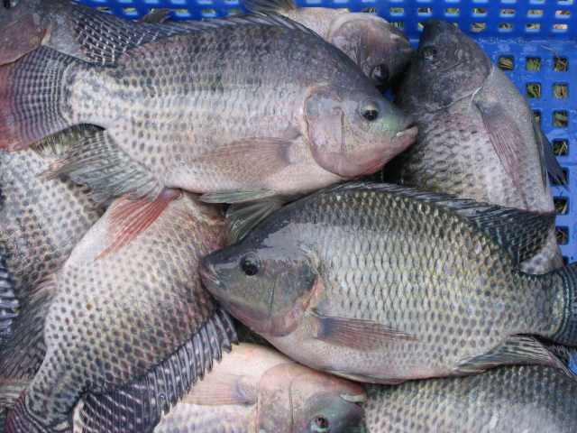 Tilapia