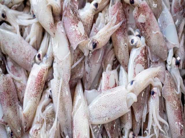 loligo squid for sale in malaysia