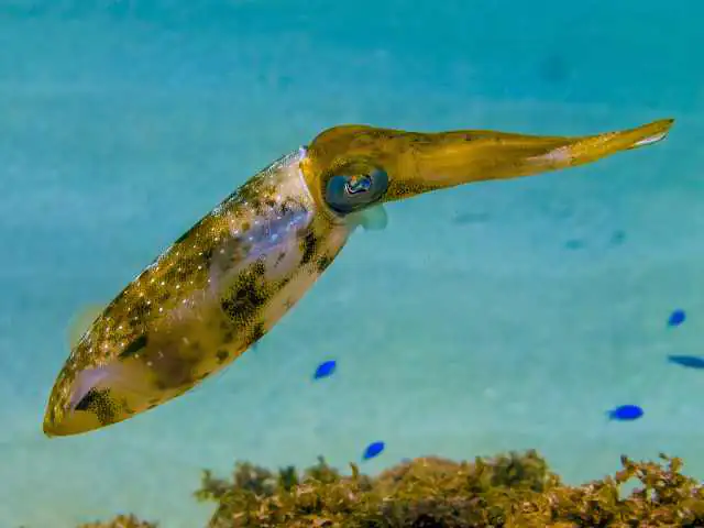 squid fish for sale in malaysia