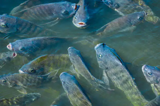 Fresh farm fish for sale in malaysia